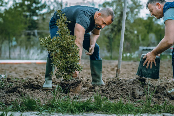 Best Commercial Tree Services  in Honaunau Napoopoo, HI